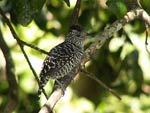 Barred Antshrike