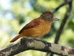 Female Barred Antshrike