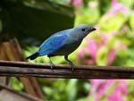 Blue-Grey Tanager