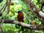 Blue-crowned motmot