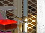 Hummingbird