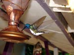 Hummingbird