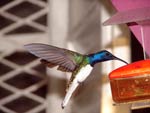 Hummingbird