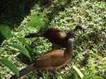 Chachalaca