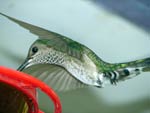 Hummingbird