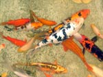 Koi in garden pond