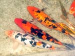 Koi in Garden Pond