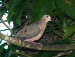 Eared Dove