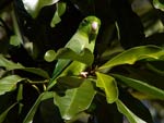 Green-rumped Parotlet