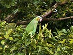 Orange-winged Parrot