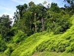 Rainforest