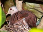 Ruddy Dove