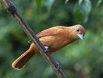 White-Lined Tanager