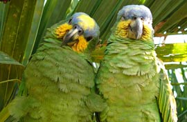 Parrots - click to enlarge